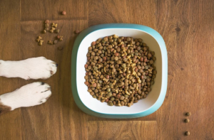 dog food