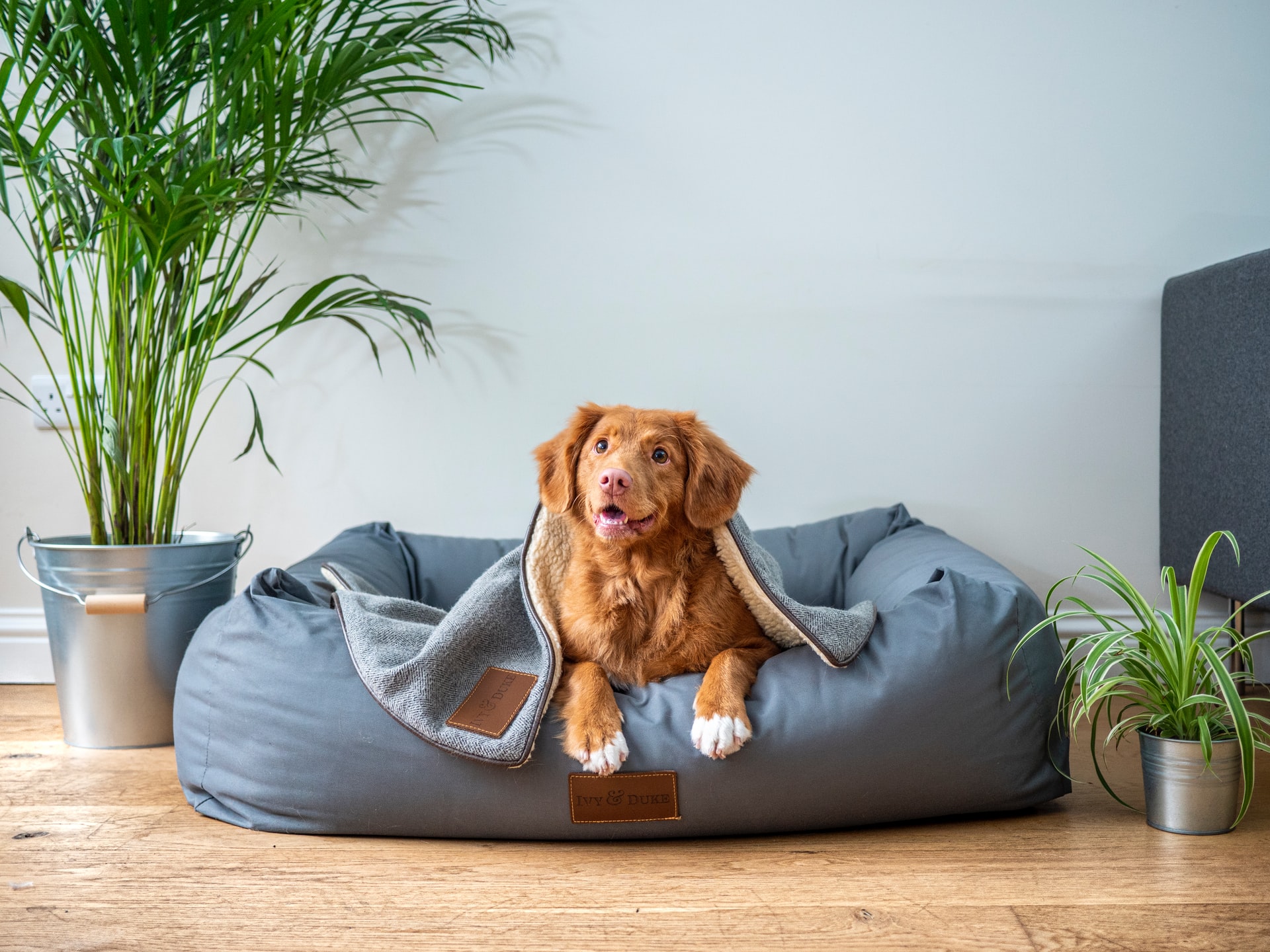 dog sitting on a couch