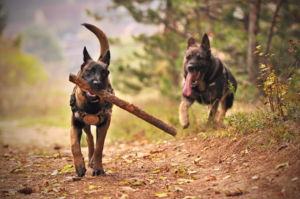 shepherds