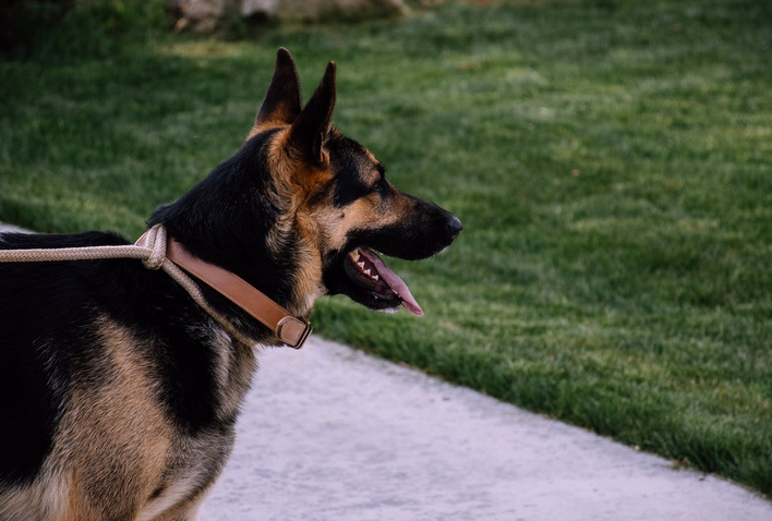 german shepherd