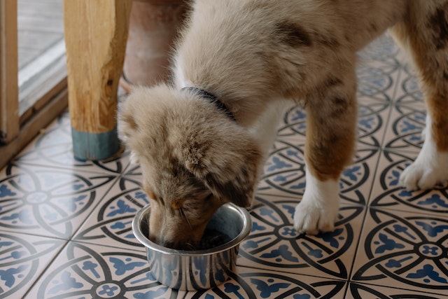 dog